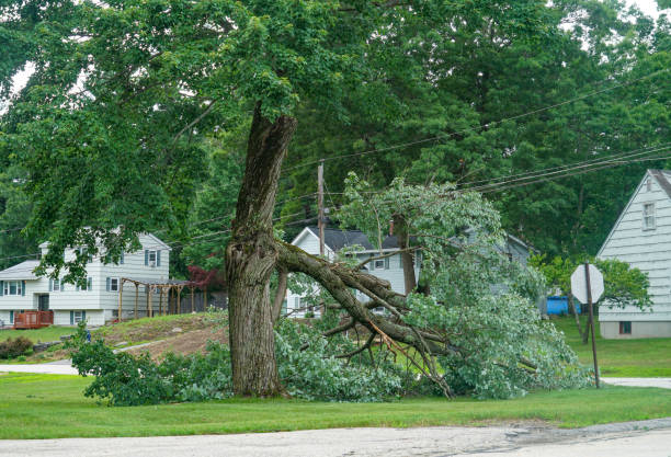 Best Hazardous Tree Removal  in Chilhowie, VA