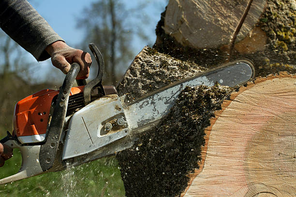 Leaf Removal in Chilhowie, VA